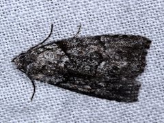 Calathusa basicunea