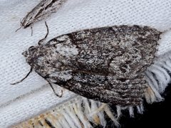 Calathusa basicunea