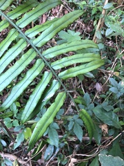 Angiopteris fokiensis