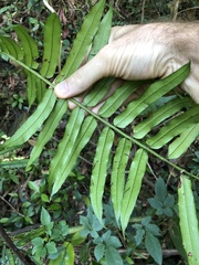 Angiopteris fokiensis