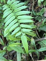 Angiopteris fokiensis