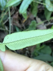 Angiopteris fokiensis