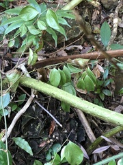 Angiopteris fokiensis