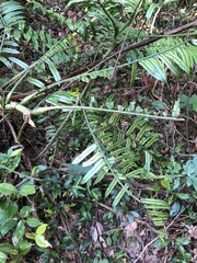 Angiopteris fokiensis