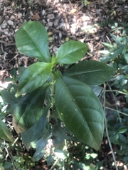 Ecbolium hastatum