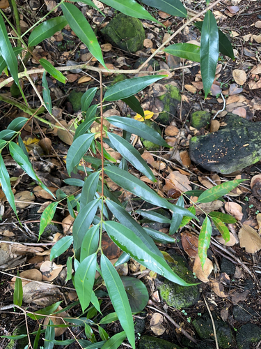 Syzygium jambos observed 2024-06-16