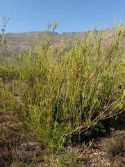 Leucadendron corymbosum