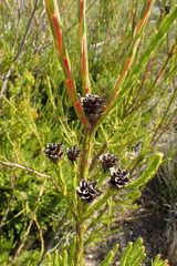 Leucadendron corymbosum