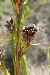 Leucadendron corymbosum