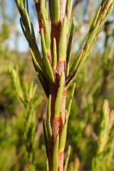 Leucadendron corymbosum