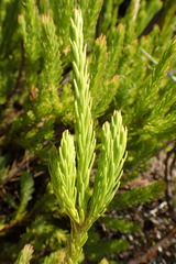Leucadendron corymbosum