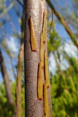 Leucadendron corymbosum
