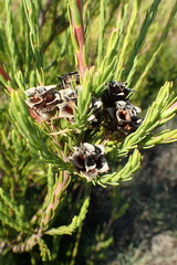 Leucadendron corymbosum