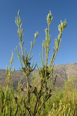 Leucadendron corymbosum