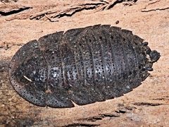 Laxta granicollis