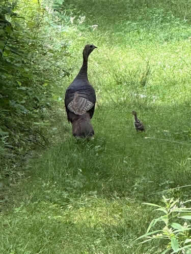 Wild Turkey photographed in Ohio