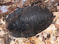 Laxta granicollis