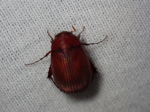 Asiatic Garden Beetle photo 3