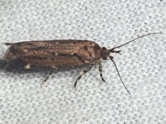 Macrobathra nephelomorpha