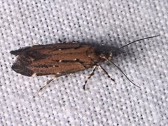 Macrobathra nephelomorpha