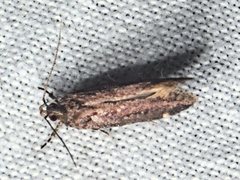 Macrobathra nephelomorpha