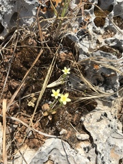 Centaurium maritimum