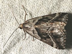 Dichromodes stilbiata