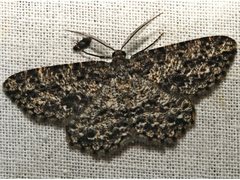 Thallogama nigraria