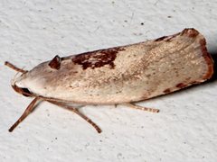 Tymbophora peltastis