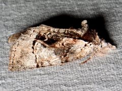 Gallaba eugraphes