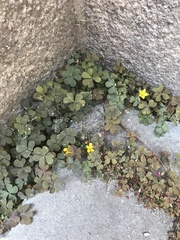 Oxalis corniculata