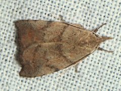 Tortricopsis euryphanella