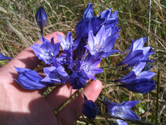 Triteleia laxa