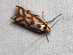 Myrascia bracteatella