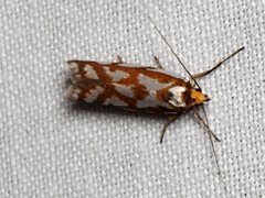 Myrascia bracteatella