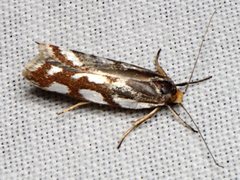 Myrascia bracteatella