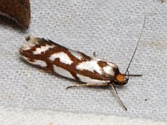 Myrascia bracteatella