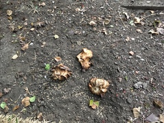 Agaricales