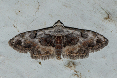 Araeopteron proleuca
