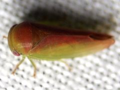 Trocnada minuta