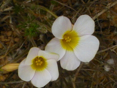 Oxalis viscosa