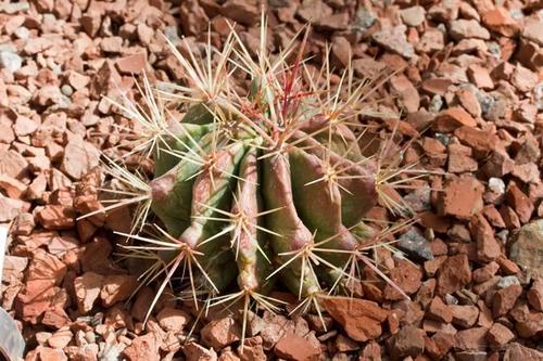 Ferocactus pilosus