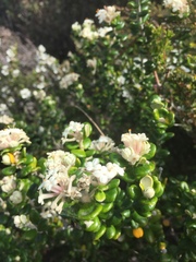 Pimelea nivea