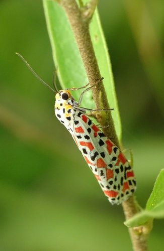 Crotalaria moth