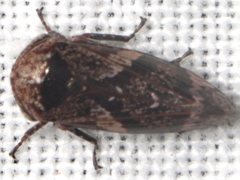 Eurymeloides adspersa