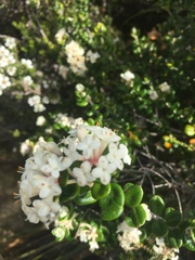 Pimelea nivea