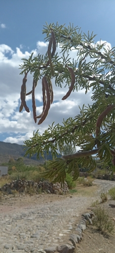 Image of Vachellia schaffneri by (c) Humberto Gonzalez Salas, some rights reserved (CC BY)