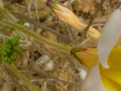 Oxalis viscosa