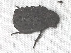 Omorgus australasiae