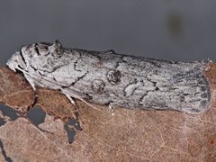 Elesma subglauca